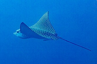 ภาพ ปลา laticeps (Aetobatus laticeps)
