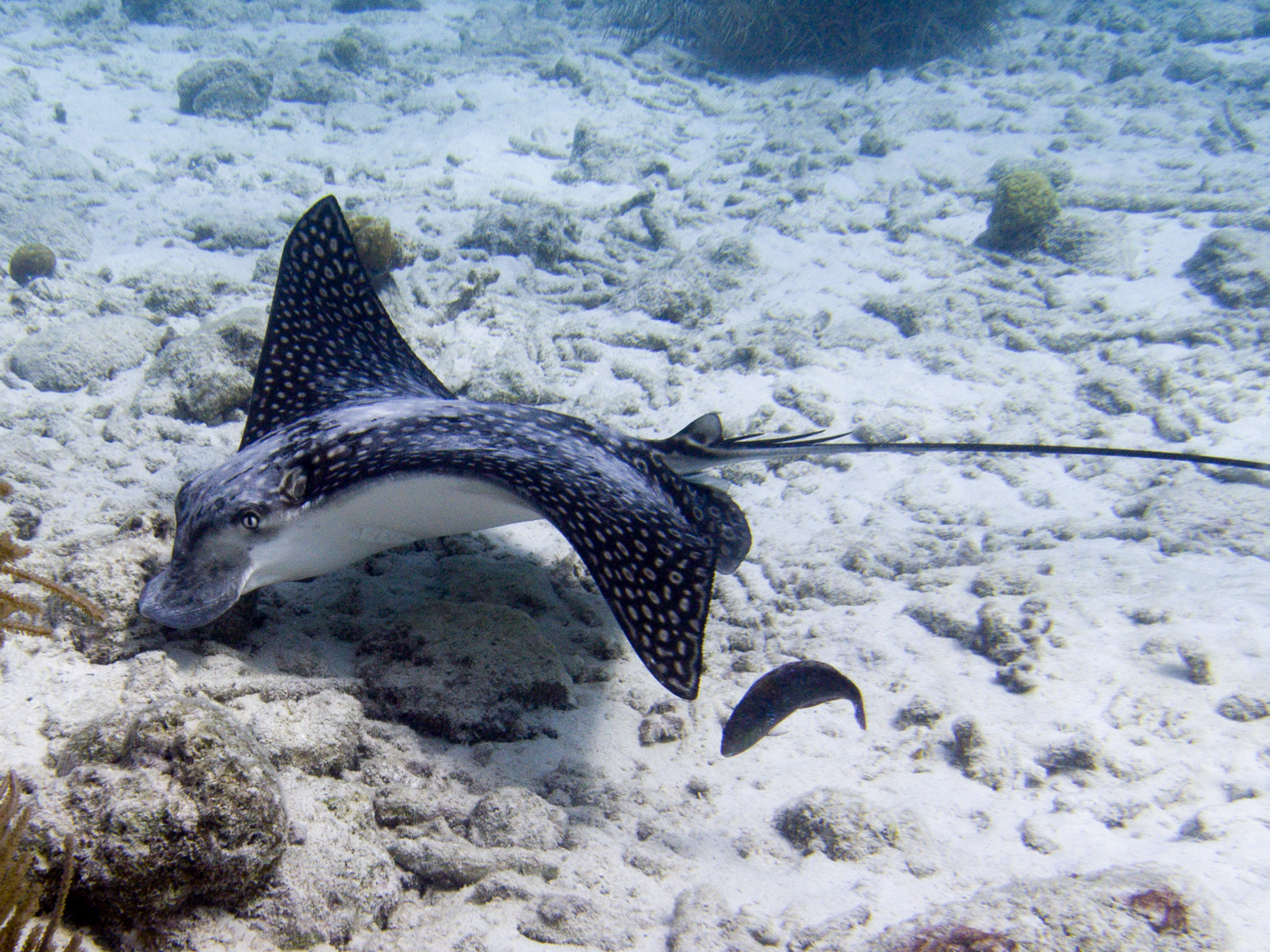 ภาพ ปลา narinari (Aetobatus narinari)