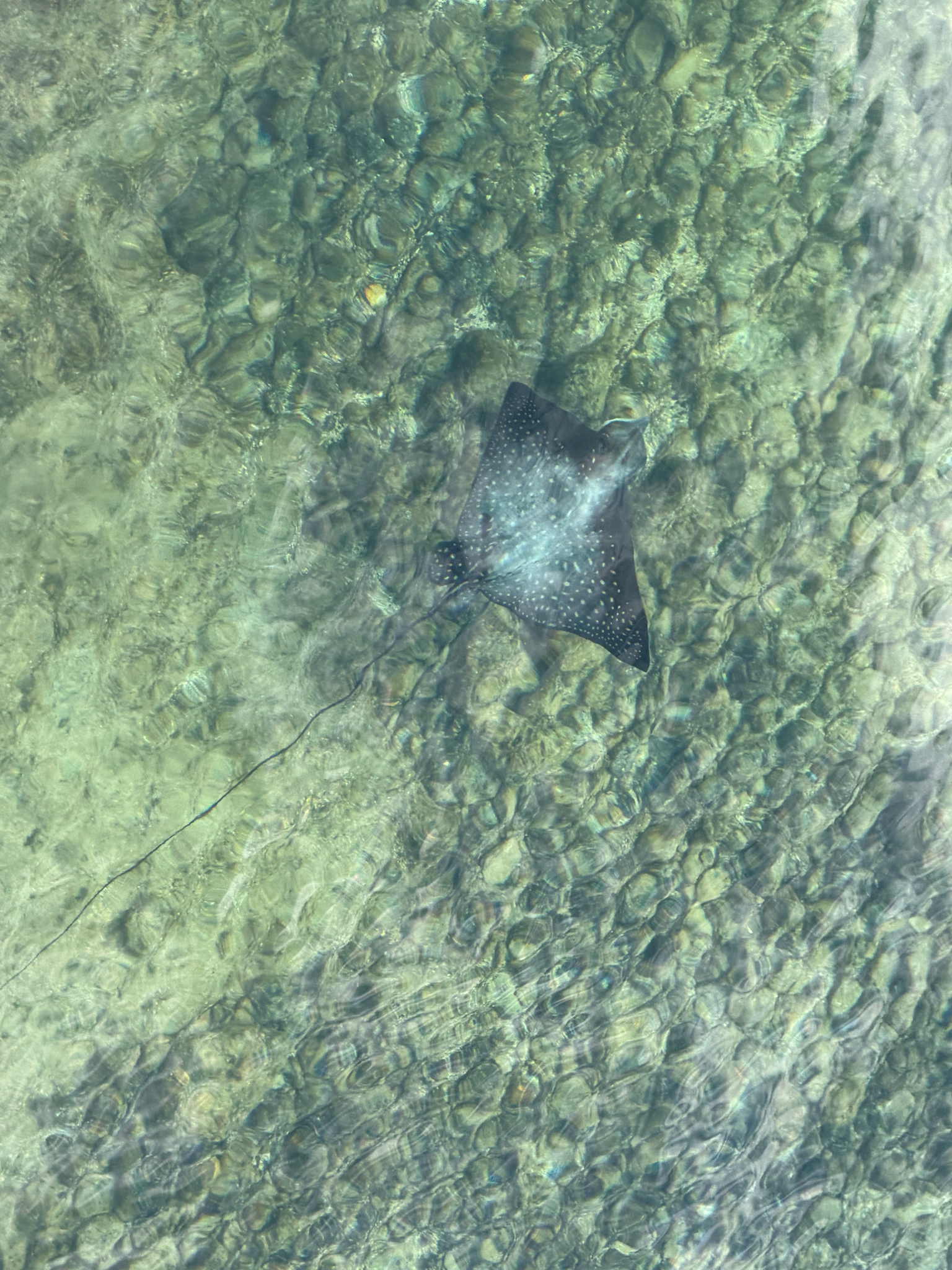 ภาพ ปลา ocellatus (Aetobatus ocellatus)