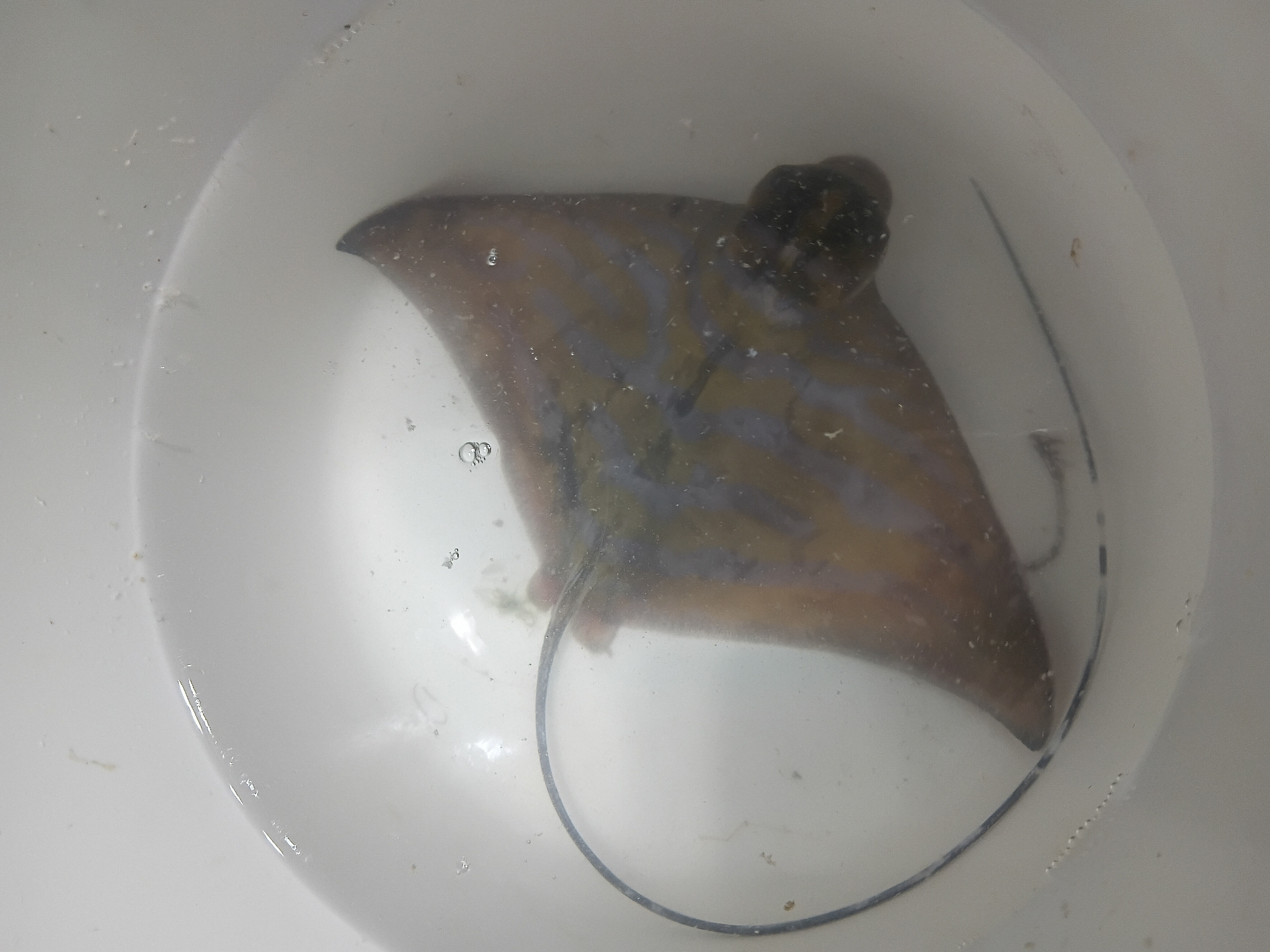 ภาพ ปลา caeruleofasciatus (Aetomylaeus caeruleofasciatus)