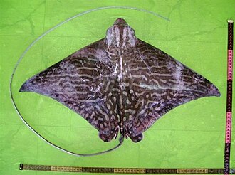 ภาพ ปลา maculatus (Aetomylaeus maculatus)