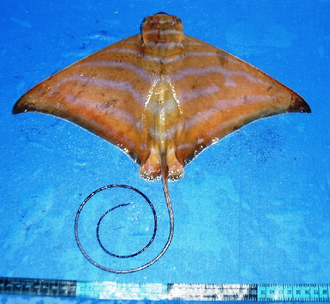ภาพ ปลา nichofii (Aetomylaeus nichofii)
