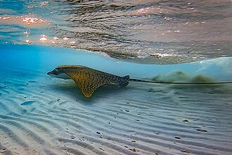 ภาพ ปลา vespertilio (Aetomylaeus vespertilio)
