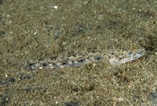 ภาพ ปลาบู่บู่ (Afurcagobius tamarensis)