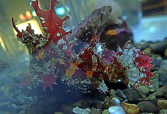 ภาพ ปลา mozinoi (Agonomalus mozinoi)
