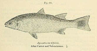 ภาพ ปลา telfairii (Agonostomus telfairii)