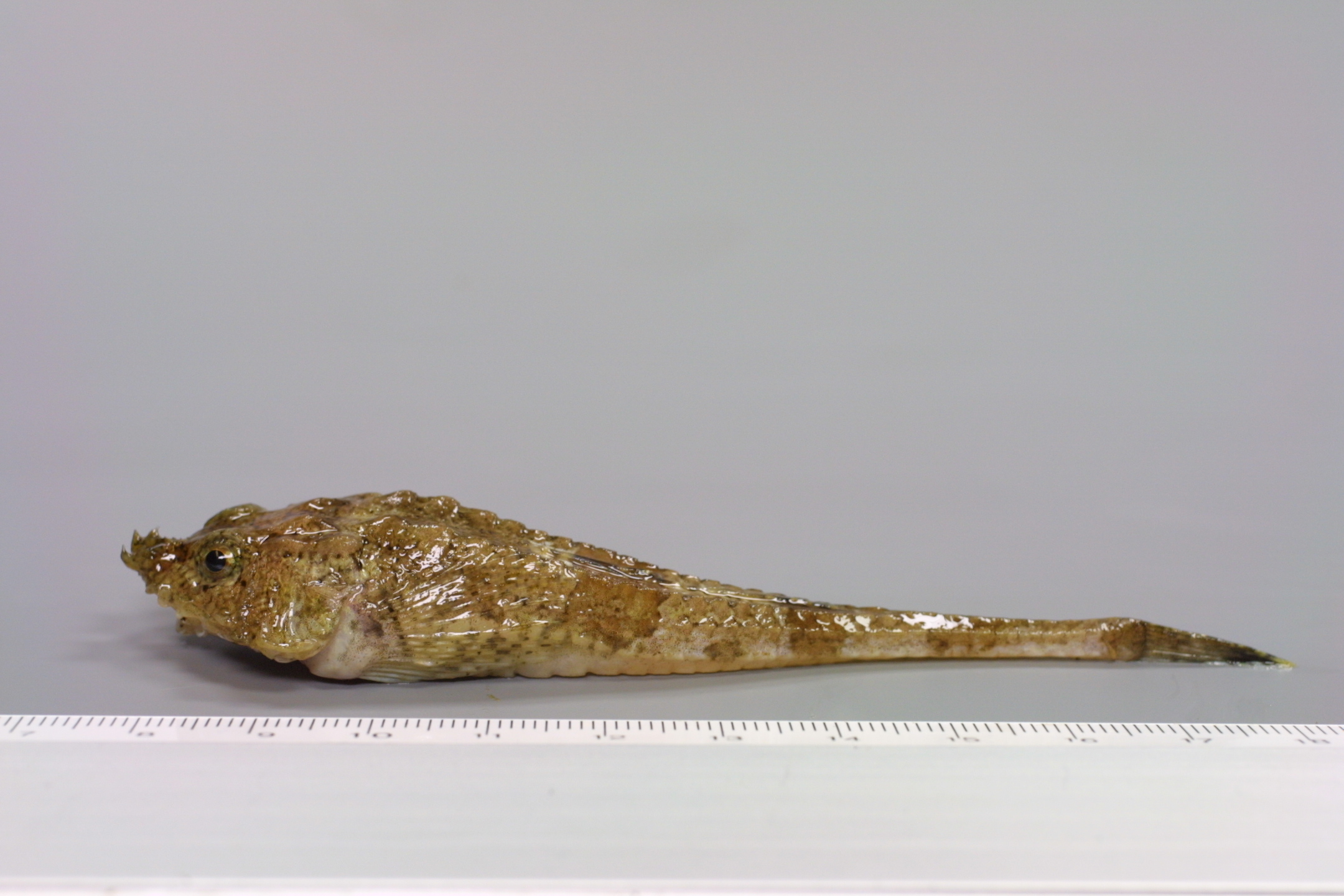 ภาพ ปลา cataphractus (Agonus cataphractus)