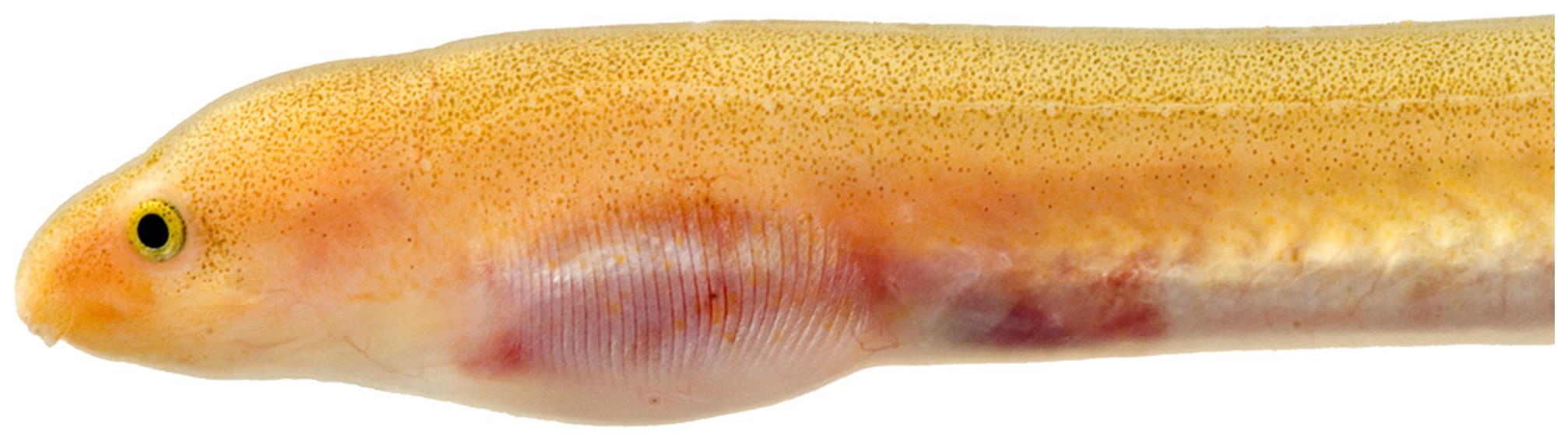 ภาพ ปลา egmontis (Ahlia egmontis)