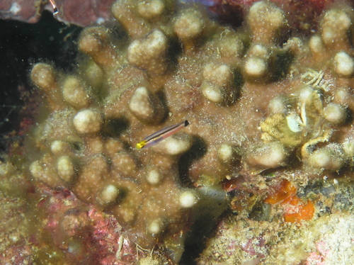 ภาพ ปลาบู่ไฟ megastigma (Aioliops megastigma)