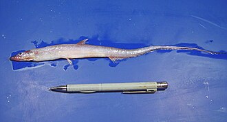 ภาพ ปลา gracilis (Aldrovandia gracilis)