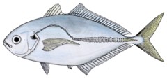 ภาพ ปลา apercna (Alepes apercna)