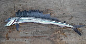 ภาพ ปลา ferox (Alepisaurus ferox)