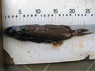 ภาพ ปลา australis (Alepocephalus australis)