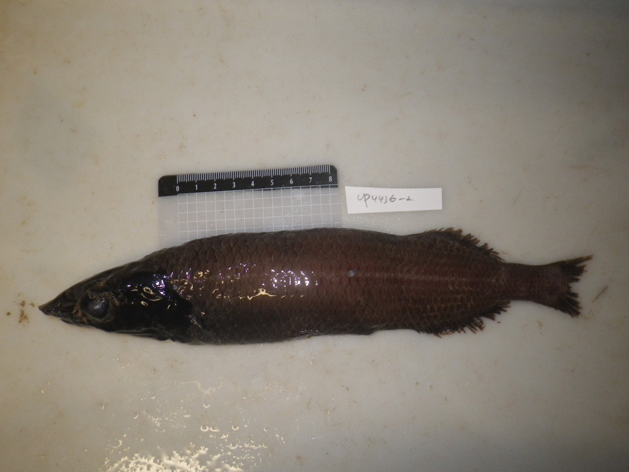 ภาพ ปลา longiceps (Alepocephalus longiceps)