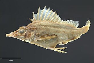 ภาพ ปลา blacki (Alertichthys blacki)