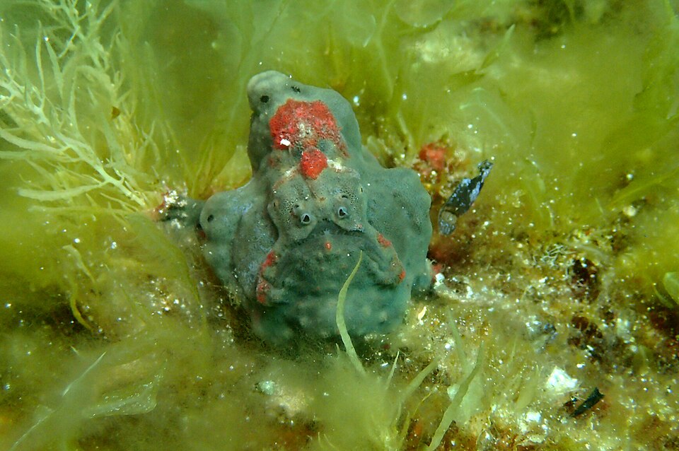 ภาพ ปลากบ glauerti (Allenichthys glauerti)