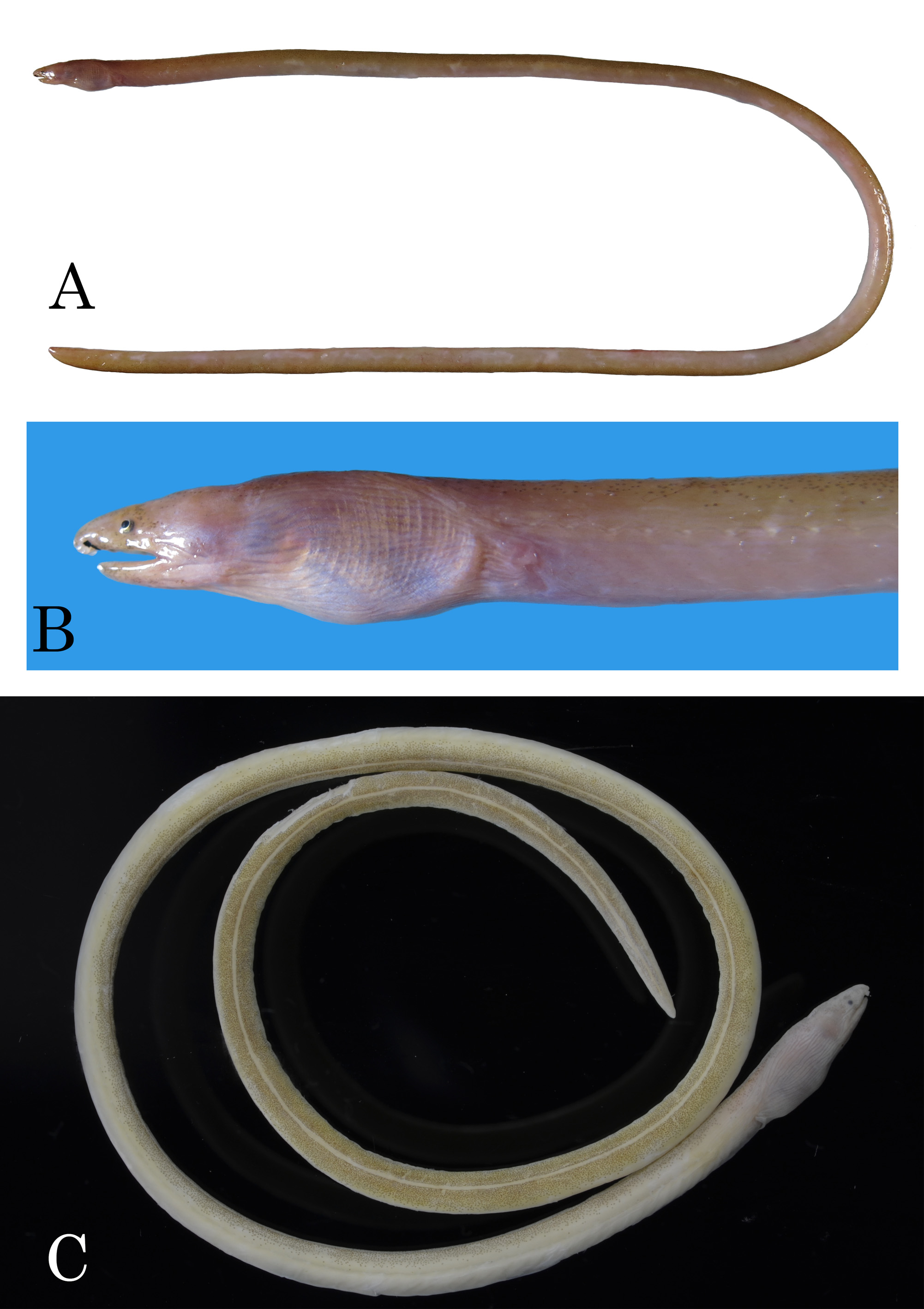 ภาพ ปลา concolor (Allips concolor)