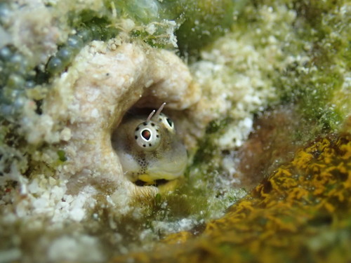 ภาพ ปลาตั๊กแตนหินตั๊กแตนหิน (Alloblennius jugularis)