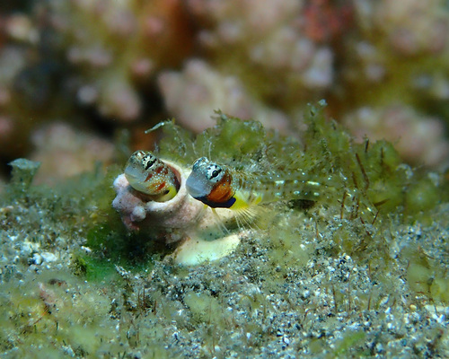 ภาพ ปลาตั๊กแตนหินแคระตั๊กแตนหิน (Alloblennius parvus)