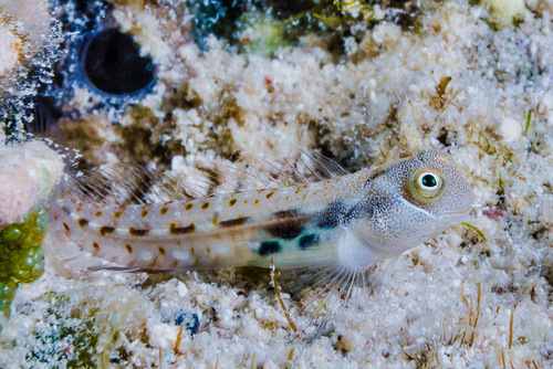 ภาพ ปลาตั๊กแตนหินตั๊กแตนหิน (Alloblennius pictus)