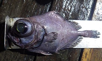 ภาพ ปลา folletti (Allocyttus folletti)