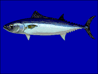 ภาพ ปลา fallai (Allothunnus fallai)
