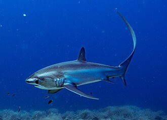 ภาพ ปลา pelagicus (Alopias pelagicus)