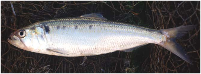 ภาพ ปลา agone (Alosa agone)