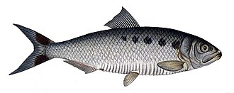 ภาพ ปลา alosa (Alosa alosa)