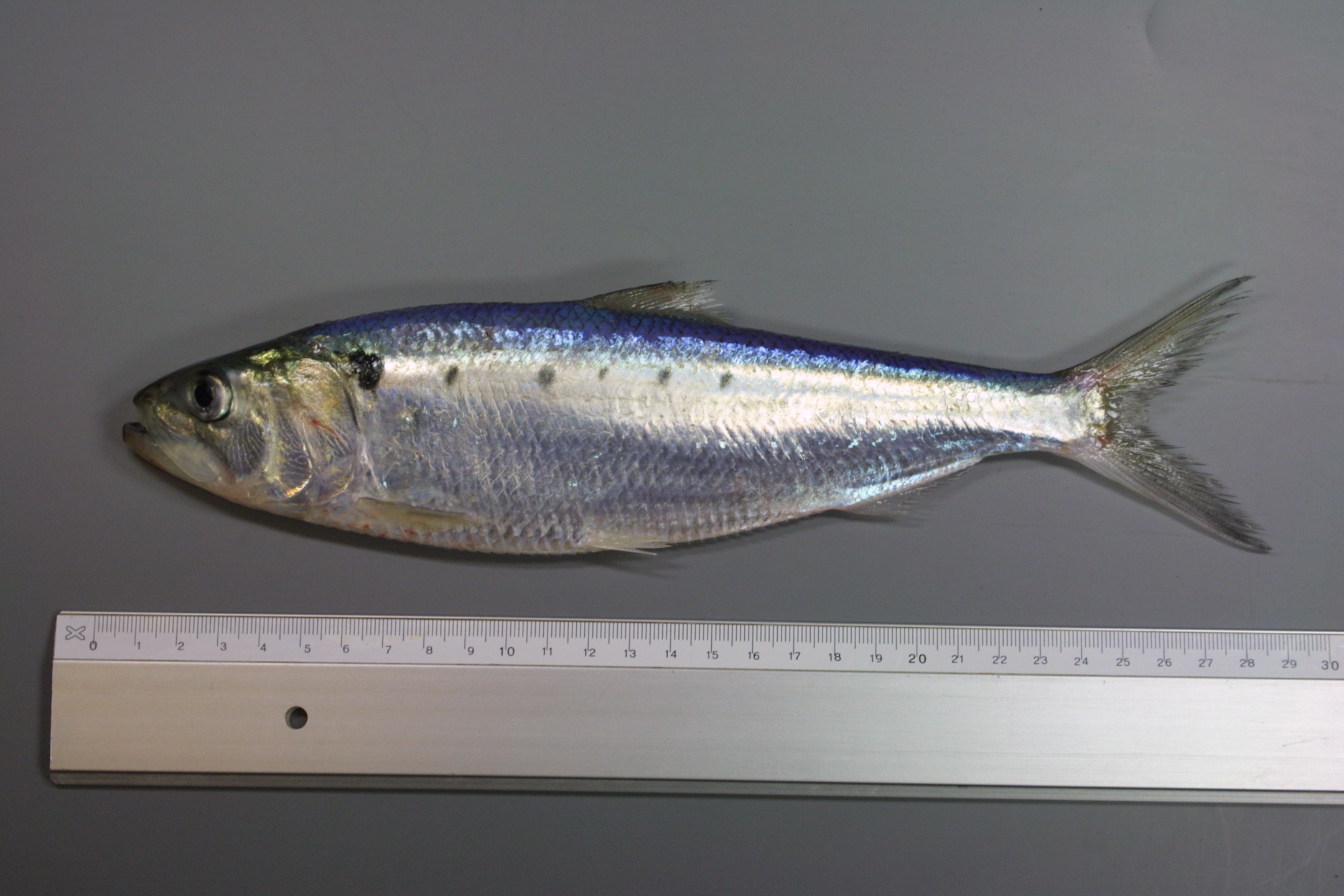 ภาพ ปลา fallax (Alosa fallax)
