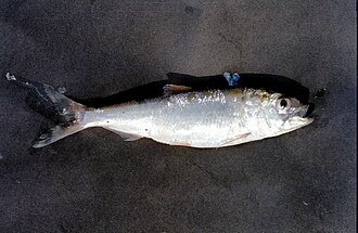 ภาพ ปลา macedonica (Alosa macedonica)