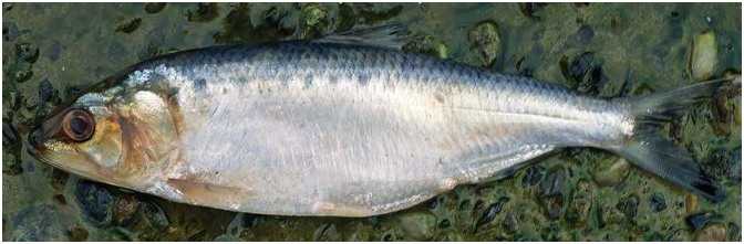 ภาพ ปลา maeotica (Alosa maeotica)