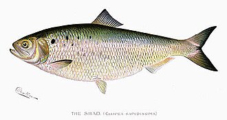ภาพ ปลา sapidissima (Alosa sapidissima)