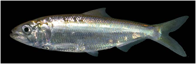 ภาพ ปลา tanaica (Alosa tanaica)