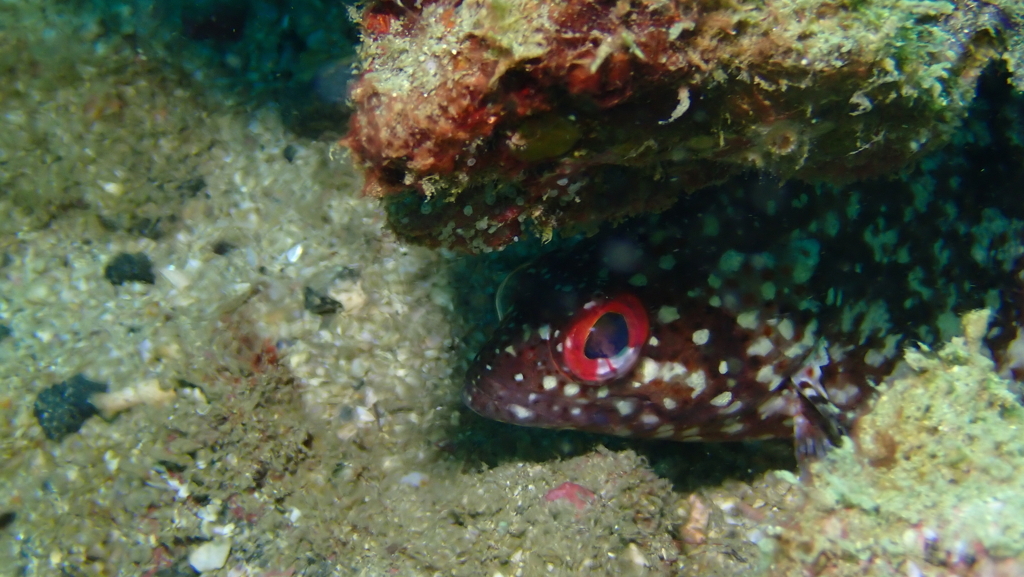 ภาพ ปลากะรังแปซิฟิก (Alphestes multiguttatus)