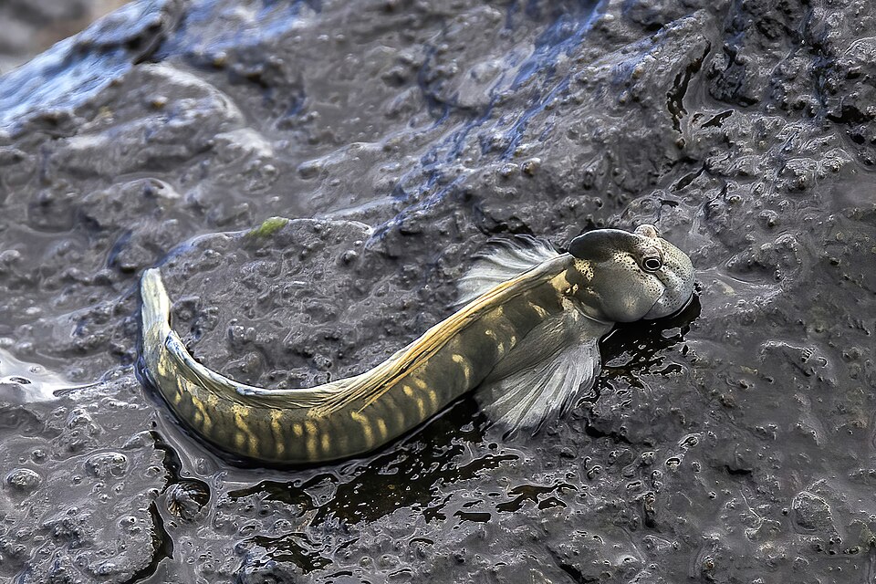 ภาพ ปลาตั๊กแตนหิน anjouanae (Alticus anjouanae)