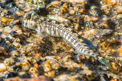 ภาพ ปลาตั๊กแตนหินตั๊กแตนหิน (Alticus magnusi)
