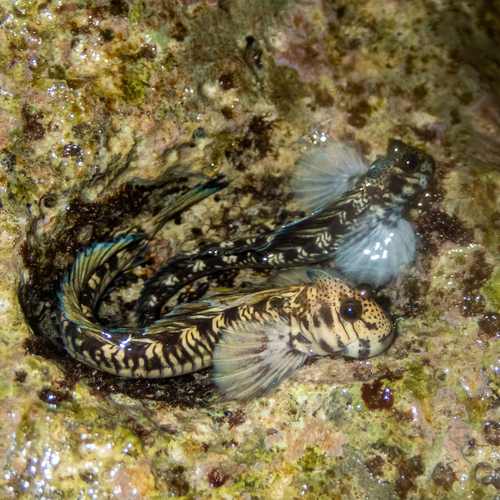 ภาพ ปลาตั๊กแตนหิน montanoi (Alticus montanoi)
