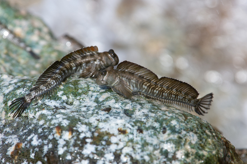 ภาพ ปลาตั๊กแตนหิน orientalis (Alticus orientalis)