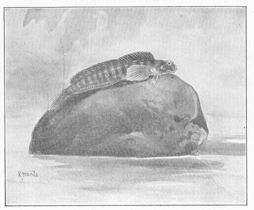 ภาพ ปลาตั๊กแตนหินตั๊กแตนหิน (Alticus saliens)