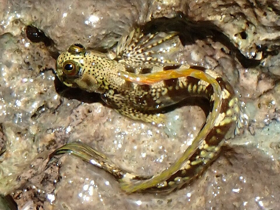 ภาพ ปลาตั๊กแตนหิน sertatus (Alticus sertatus)