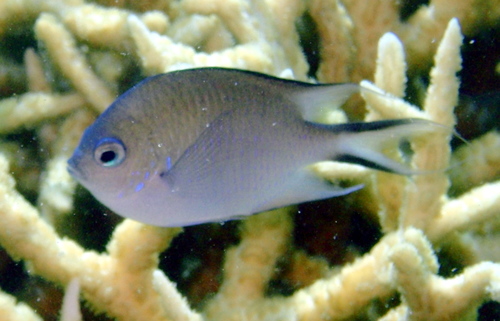 ภาพ ปลาสลิดหินฟ้า (Altrichthys azurelineatus)