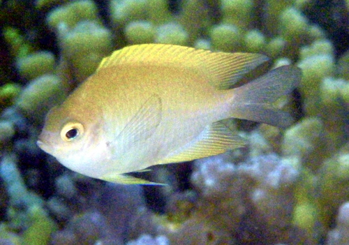 ภาพ ปลาสลิดหิน curatus (Altrichthys curatus)