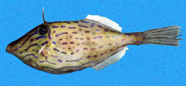 ภาพ ปลาวัวหนัง heudelotii (Aluterus heudelotii)