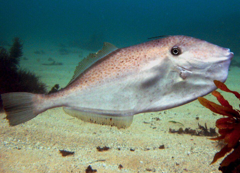 ภาพ ปลางัวหางตัด (Aluterus monoceros)