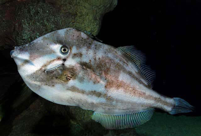 ภาพ ปลาวัวหนัง schoepfii (Aluterus schoepfii)