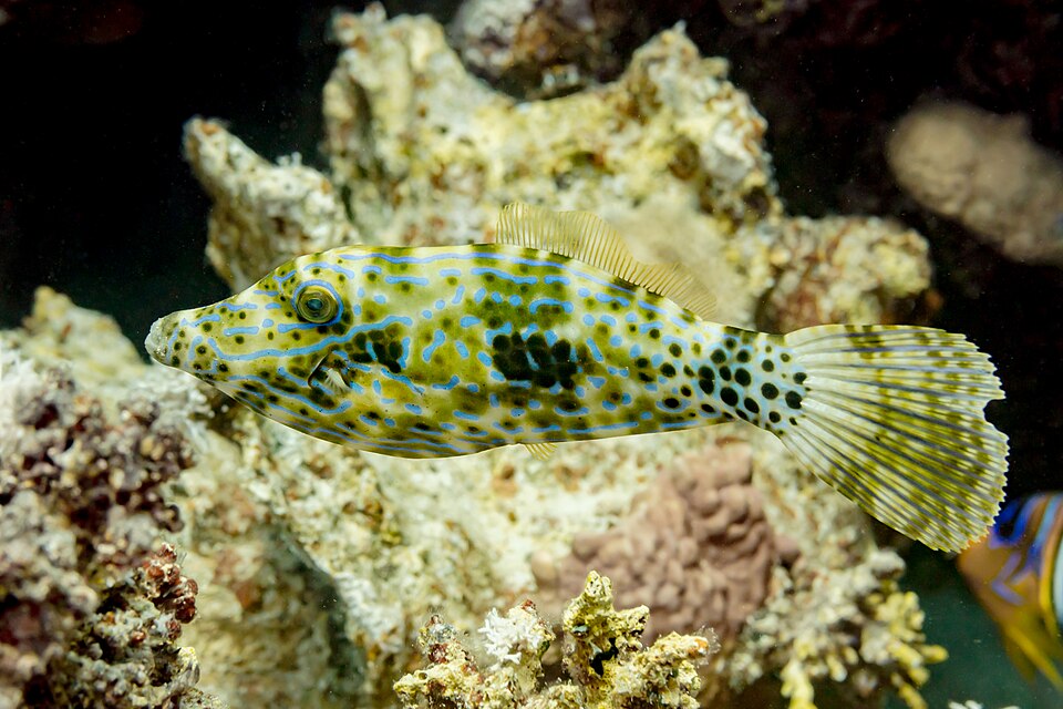 ภาพ ปลาวัวหนัง scriptus (Aluterus scriptus)