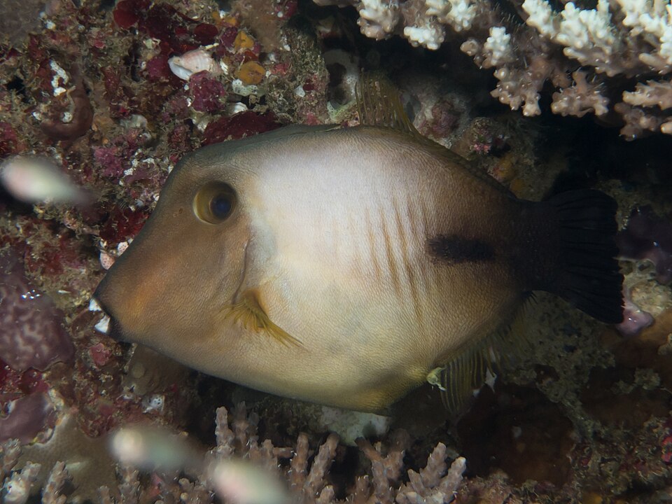 ภาพ ปลาวัวหนัง scopas (Amanses scopas)