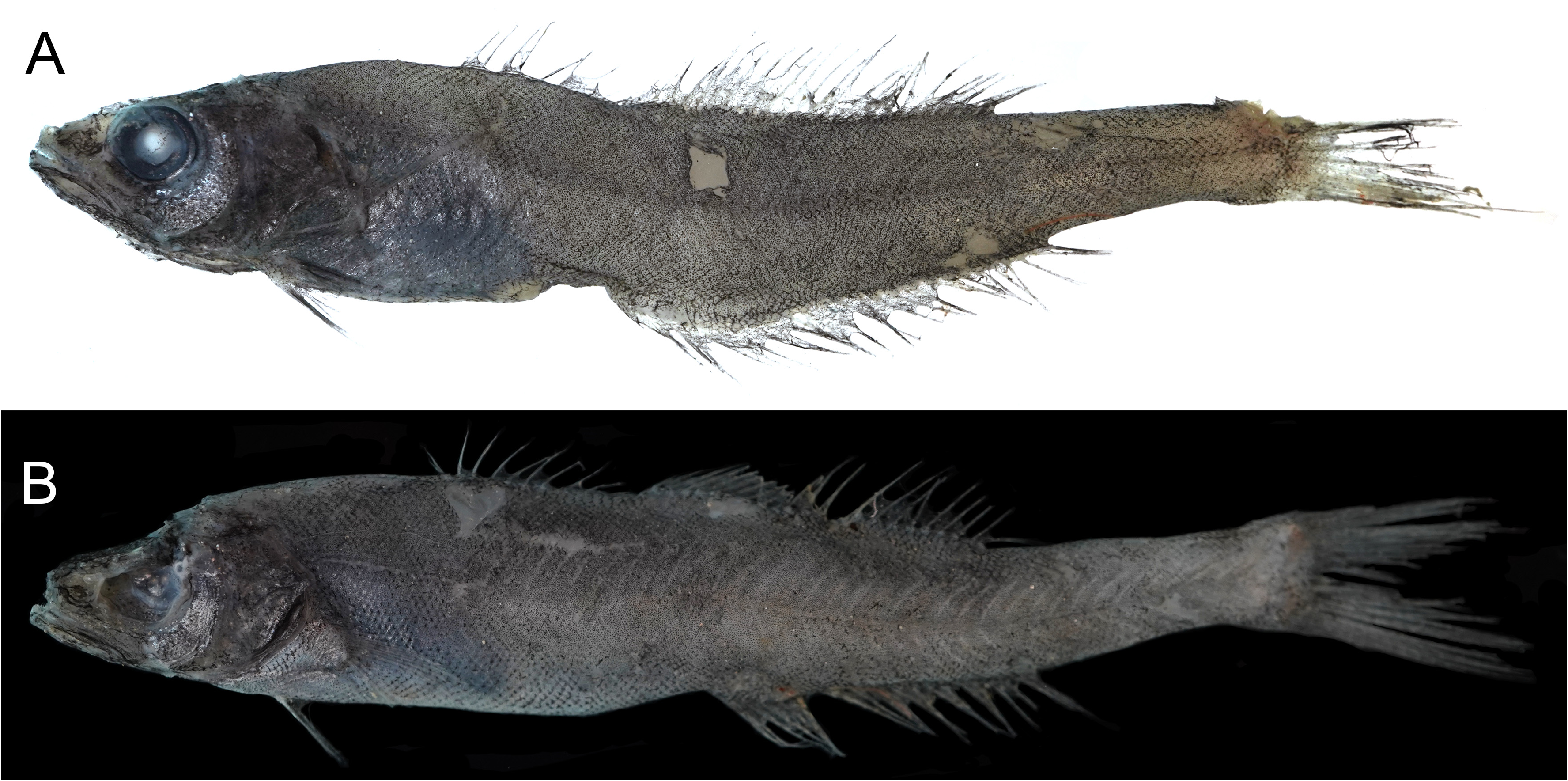 ภาพ ปลา carlsbergi (Amarsipus carlsbergi)