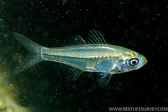 ภาพ ปลา jacksoniensis (Ambassis jacksoniensis)